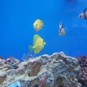 Meet your Posher, Sun